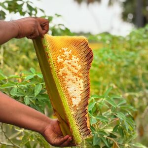 Comb Honey (500 g)
