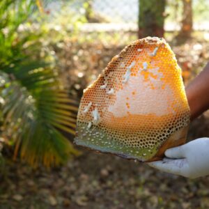 Comb Honey (500 g)