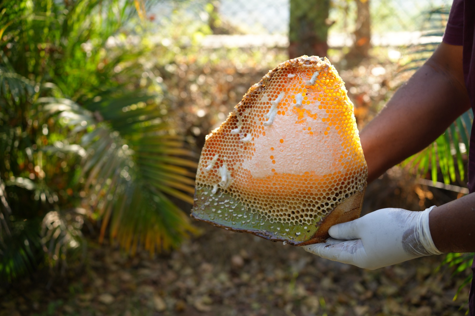 Honey hunter holding wild comb