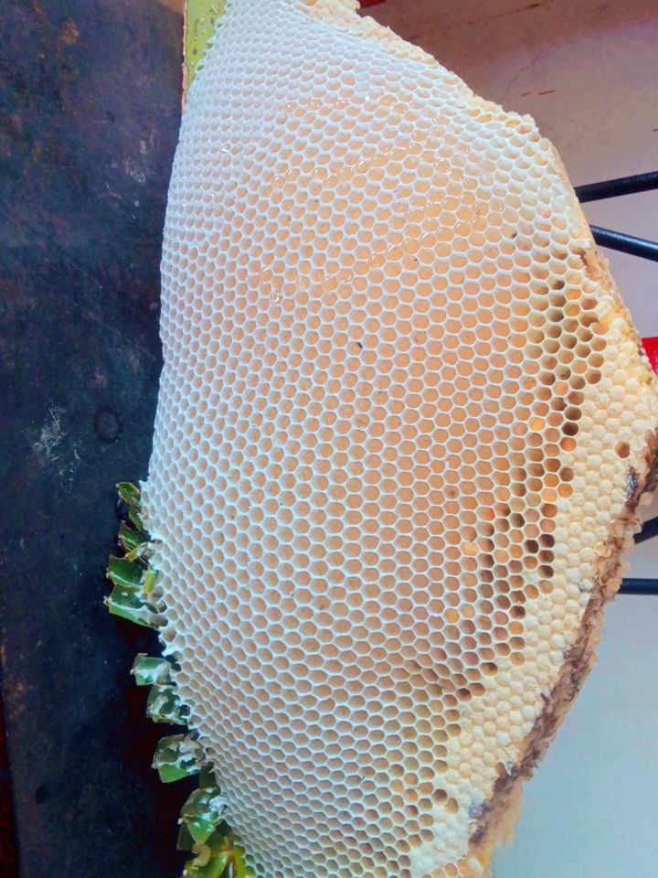 Wild hive with fresh comb